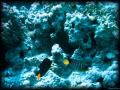 DSC07191