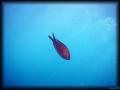 2007-06-22_Carry