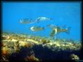 2007-06-23_Carry