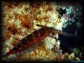 2007-08-12_Carry