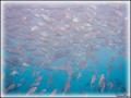 DSC09991