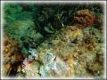 DSC00244