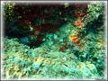 DSC00250